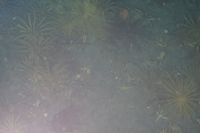 
DSC00266
